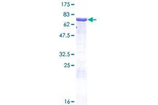 Antizyme Inhibitor 1 Protein (AZIN1) (AA 1-448) (GST tag)