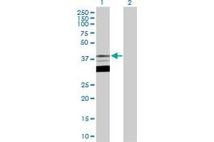 Western Blot analysis of TFAP4 expression in transfected 293T cell line by TFAP4 MaxPab polyclonal antibody. (TFAP4 Antikörper  (AA 1-338))