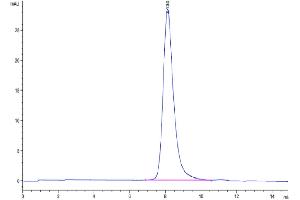 The purity of Mouse IL-23R is greater than 95 % as determined by SEC-HPLC. (IL23R Protein (AA 24-374) (His tag))