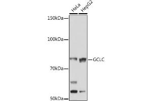 Western blot analysis of extracts of various cell lines, using GCLC Rabbit mAb (ABIN1680604, ABIN3018993, ABIN3018994 and ABIN7101696) at 1:1000 dilution. (GCLC Antikörper)