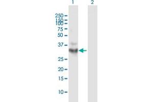Western Blot analysis of OGG1 expression in transfected 293T cell line by OGG1 MaxPab polyclonal antibody. (OGG1 Antikörper  (AA 1-324))