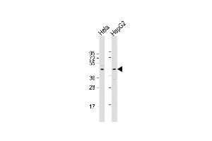 All lanes : Anti-CERS2 Antibody (Center) at 1:2000 dilution Lane 1: Hela whole cell lysate Lane 2: HepG2 whole cell lysate Lysates/proteins at 20 μg per lane.