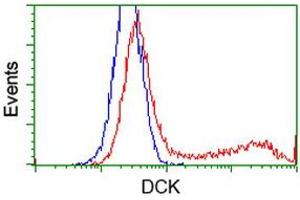 HEK293T cells transfected with either RC210767 overexpress plasmid (Red) or empty vector control plasmid (Blue) were immunostained by anti-DCK antibody (ABIN2454398), and then analyzed by flow cytometry. (DCK Antikörper)