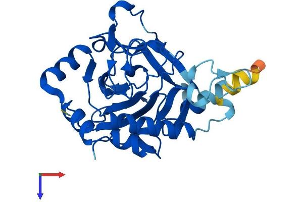 PHYHD1 Protein (AA 1-291) (His tag)