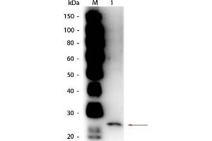 Western Blot of Goat anti-Papain Antibody Peroxidase Conjugated. (Papain Antikörper (HRP))