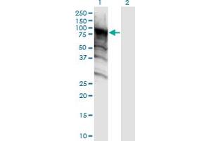 Western Blot analysis of DDX4 expression in transfected 293T cell line by DDX4 monoclonal antibody (M06), clone 3D5. (DDX4 Antikörper  (AA 625-724))