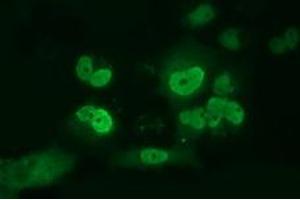 Anti-ARNT mouse monoclonal antibody (ABIN2452786) immunofluorescent staining of COS7 cells transiently transfected by pCMV6-ENTRY ARNT (RC216724). (ARNT Antikörper)