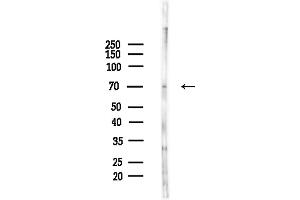 anti-CREB Regulated Transcription Coactivator 2 (CRTC2) antibody