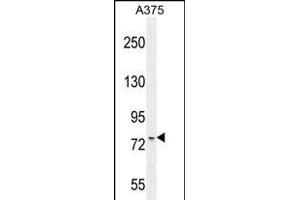 ANR44 Antibody (Center) (ABIN654733 and ABIN2844421) western blot analysis in  cell line lysates (35 μg/lane). (ANKRD44 Antikörper  (AA 481-510))