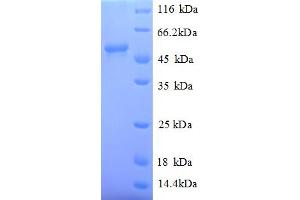 SDS-PAGE (SDS) image for Myc Proto-Oncogene protein (MYC) (AA 1-439), (full length) protein (His tag) (ABIN5709983) (c-MYC Protein (AA 1-439, full length) (His tag))