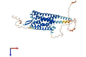 CCKAR Protein (AA 1-436) (His tag)
