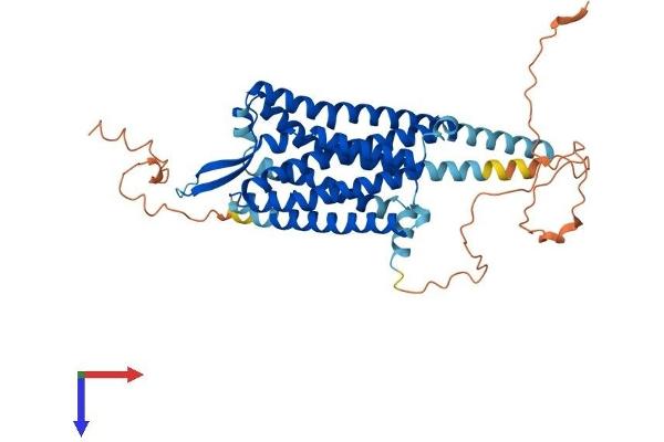 CCKAR Protein (AA 1-436) (His tag)