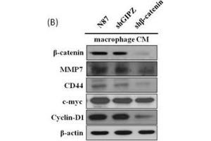 Western Blotting (WB) image for anti-Myc Proto-Oncogene protein (MYC) (Center) antibody (ABIN2855631)