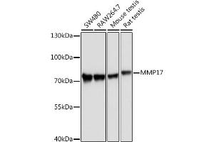 Western blot analysis of extracts of various cell lines, using MMP17 Rabbit pAb (ABIN3017219, ABIN3017220, ABIN3017221 and ABIN1680859) at 1:1000 dilution. (MMP17 Antikörper)