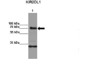 Amount and Sample Type: Lane 1:2x107 KIR3DL1 transfected NKL cells IP Antibody: KIR2DL1 Amount of IP Antibody: Primary Antibody: KIR2DL1 Primary Antibody Dilution: 1: x50Secondary Antibody: Anti-rabbit-HRP Secondary Antibody Dilution: 1:x0,000  Gene Name: KIR2DL1 Submitted by: Kerry S.