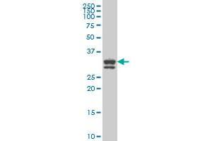 BOLL monoclonal antibody (M09), clone 1A7 Western Blot analysis of BOLL expression in Hela S3 NE . (BOLL Antikörper  (AA 185-283))