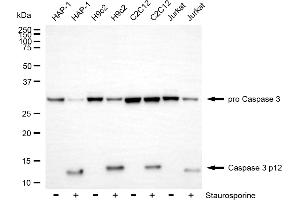 Western blotting analysis using Caspase 3 p12 antibody (ABIN7797896). (Rekombinanter Caspase 3 p12 Antikörper)