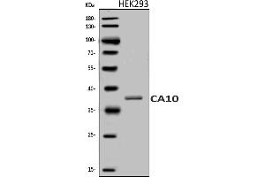 Western blot analysis of Carbonic anhydrase 10/CA10 using anti-Carbonic anhydrase 10/CA10 antibody (ABIN7599276).