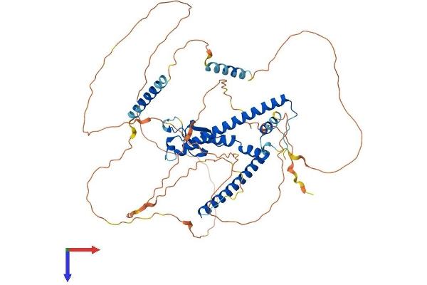 Melanophilin Protein (MLPH) (AA 1-590) (His tag)
