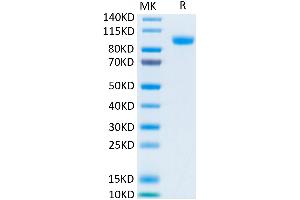 Biotinylated Human Her3/ErbB3 on Tris-Bis PAGE under reduced condition.