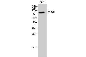 Western Blotting (WB) image for anti-Mdm1 Nuclear Protein (MDM1) (C-Term) antibody (ABIN3185500) (MDM1 Antikörper  (C-Term))