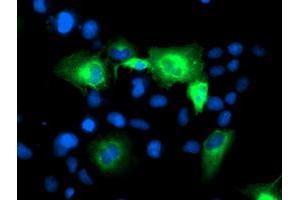 Immunofluorescence (IF) image for anti-ATG3 Autophagy Related 3 (ATG3) antibody (ABIN1496763) (ATG3 Antikörper)