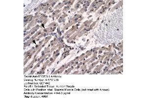 HumanMuscle (TFCP2L1 Antikörper  (N-Term))