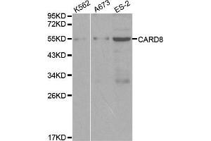 Western blot analysis of extracts of various cell lines, using CARD8 antibody. (CARD8 Antikörper  (AA 1-200))