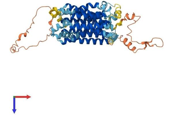 SLC18A3 Protein (AA 1-532) (His tag)