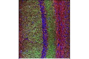 Confocal immunofluorescent analysis of SYP Antibody (C-term) with mouse brain tissue followed by Alexa Fluor 488-conjugated goat anti-rabbit lgG (green). (Synaptophysin Antikörper  (C-Term))