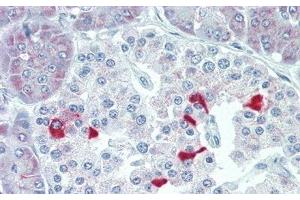 Detection of TSHb in Human Pancreas Tissue using Polyclonal Antibody to Thyroid Stimulating Hormone Beta (TSHb) (TSHB Antikörper  (AA 21-138))