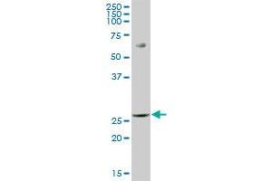 PGLS MaxPab polyclonal antibody. (PGLS Antikörper  (AA 1-258))