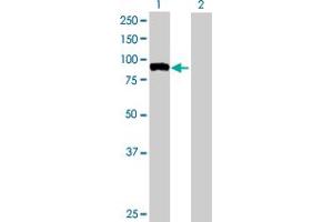 Western Blot analysis of FBXO40 expression in transfected 293T cell line by FBXO40 MaxPab polyclonal antibody. (FBXO40 Antikörper  (AA 1-709))