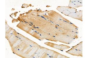 ABIN6258103 and ABIN6275535 at 1/100 staining Mouse muscle tissue by IHC-P. (PLK3 Antikörper  (Internal Region))
