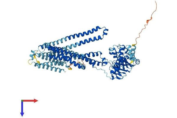 ABCB9 Protein (AA 1-762) (His tag)