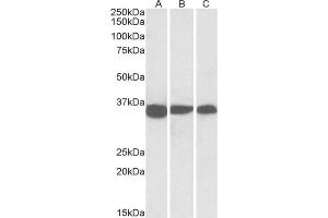Staining of NIH3T3 (A), Mouse Testis (B) and Rat Testis (C) lysates using using PCNA antibody at 0. (PCNA Antikörper  (Internal Region))