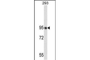 Western blot analysis of NUCL Antibody (ABIN658982 and ABIN2838031) in 293 cell line lysates (35 μg/lane). (Nucleolin Antikörper)