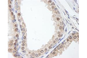 Immunohistochemistry (IHC) image for anti-FK506 Binding Protein 4, 59kDa (FKBP4) (AA 1-50) antibody (ABIN7454535) (FKBP4 Antikörper  (AA 1-50))