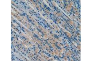 IHC-P analysis of Mouse Stomach Tissue, with DAB staining. (Osteocalcin Antikörper  (AA 14-95))