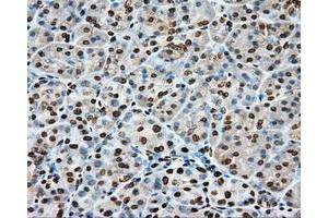 Immunohistochemical staining of paraffin-embedded Kidney tissue using anti-CYP1A2 mouse monoclonal antibody. (CYP1A2 Antikörper)