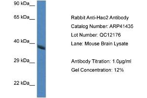 Western Blotting (WB) image for anti-Hydroxyacid Oxidase 2 (HAO2) (Middle Region) antibody (ABIN2776811)