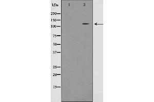 Western blot analysis on HT29 cell lysate using MLK4 Antibody,The lane on the left is treated with the antigen-specific peptide.