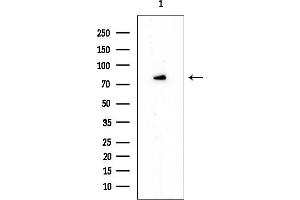 anti-Syntaphilin (SNPH) antibody