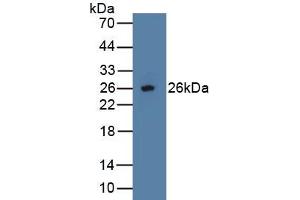 Osteoprotegerin Antikörper  (AA 1-196)