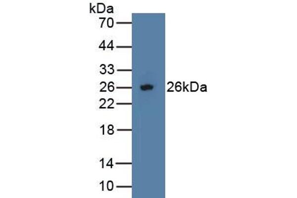 Osteoprotegerin Antikörper  (AA 1-196)