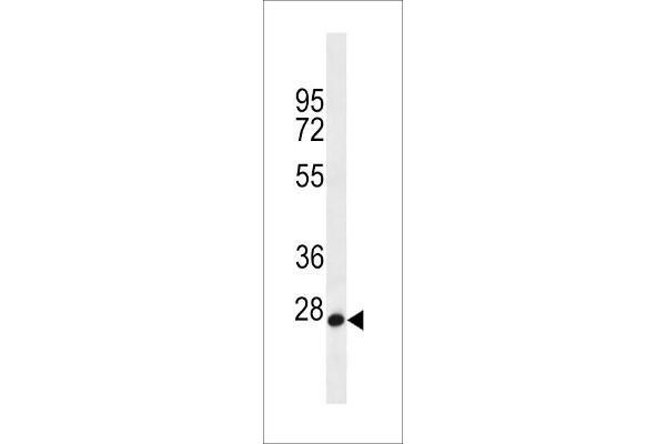 MED22 antibody  (N-Term)