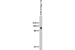 Adult rat brain membrane immunoblot. (DLG3 Antikörper  (AA 1-120))