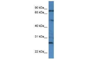 WB Suggested Anti-GOLGA1 Antibody Titration: 0. (GOLGA1 Antikörper  (N-Term))