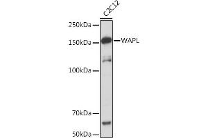 Western blot analysis of extracts of C2C12 cells, using WAPL Rabbit mAb (ABIN7271380) at 1:1000 dilution. (WAPAL Antikörper)