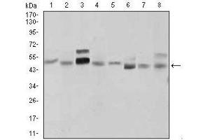 Western blot analysis using SHH mouse mAb against LNCaP (1), HepG2 (2), PANC-1 (3),HeLa (4), SK-N-SH (5), F9 (6), NIH3T3 (7), and COS7 (8) cell lysate.